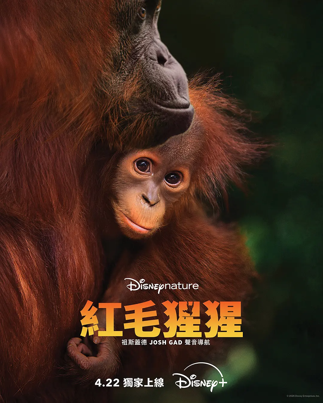 《红毛猩猩》超清4K夸克资源《红毛猩猩》无删减完整版在线观看