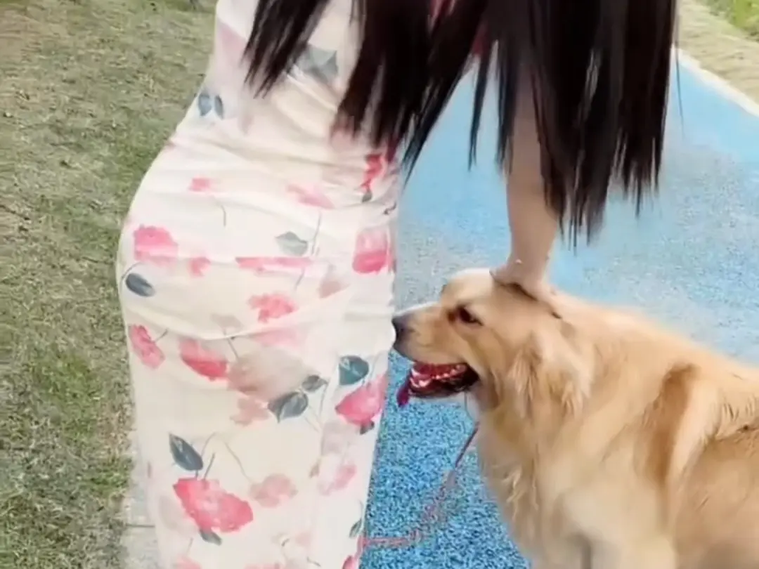 《抖音香香公主与爱犬金毛科普视频》 - 全集免费看 - 高清网盘资源 - 直播回放 - p标签